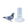 Automatic for Chicken Bird Drinking Fountain Pigeon Food Box Parrot Water Dispenser Pigeon Feeder