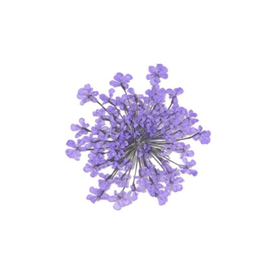 100шт прессованный сушеный цветок Ammi Majus из эпоксидной смолы для ногтей DIY Декор для телефона