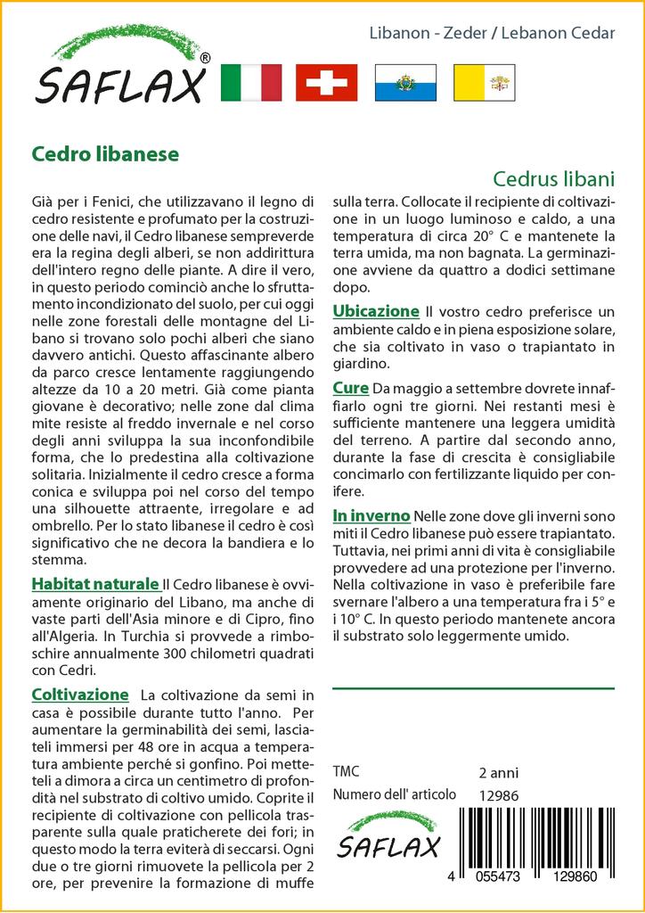 SAFLAX Ливанский кедр - 20 семян - Cedrus libani