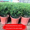 Fragrant Woodland Leaves Small Potted Bonsai for Office Desktop - Free Shipping