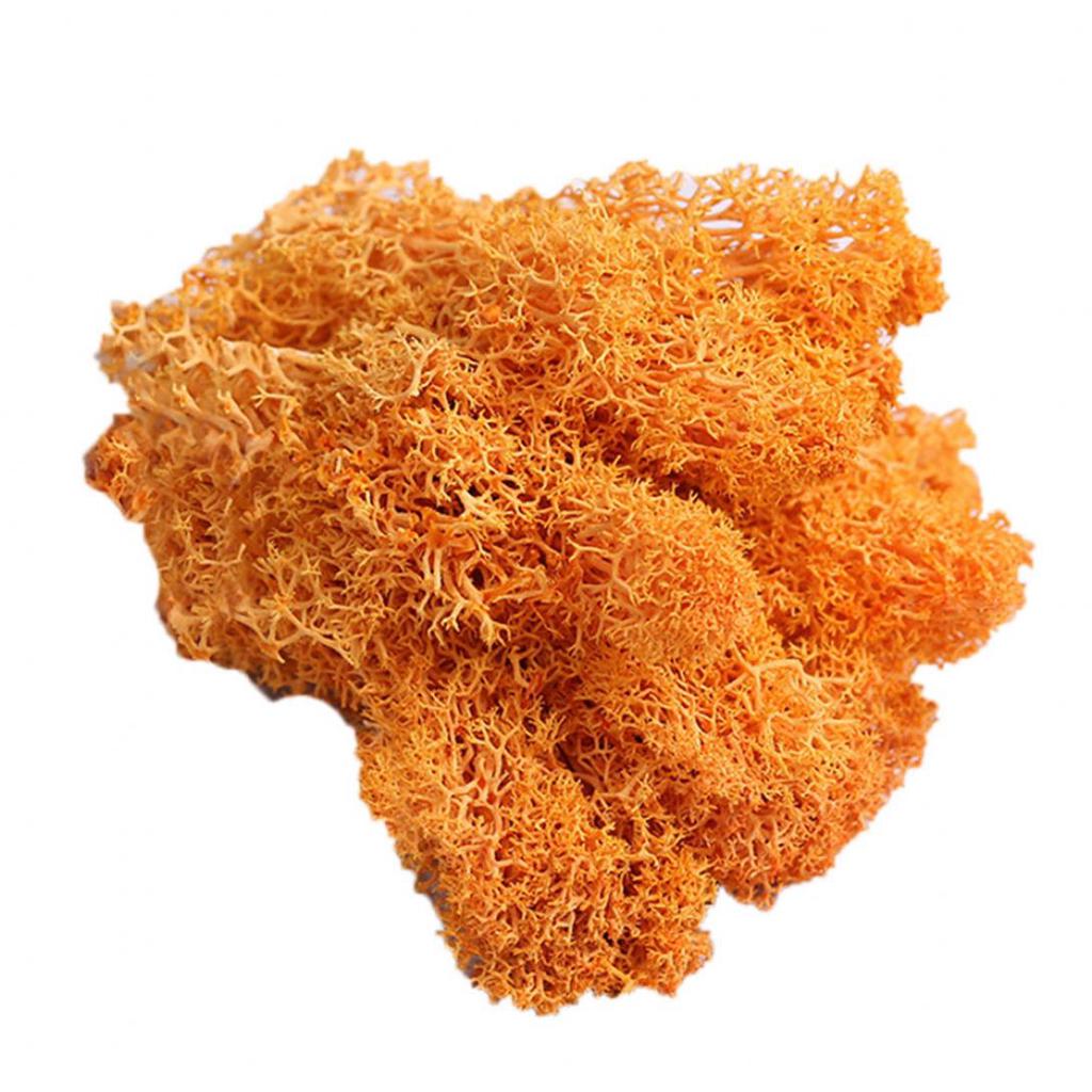 L&B Artificial Plant Preserved Flower Reindeer Moss DIY Craft Garden Home Decor