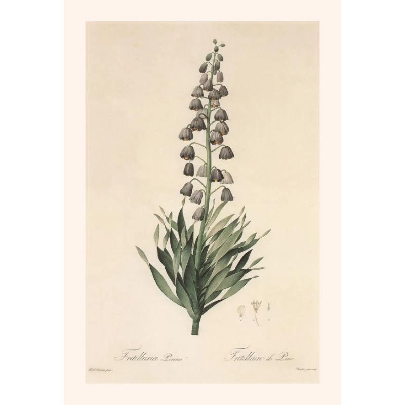 Винтажные ботанические постеры, холст, живопись и принты, классическая настенная картина для гостиной, офиса, домашнего декора, без рамы, подарок