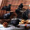 Spooky Halloween Black Crow Feather Decor Set Scary Ravens for Outdoor Garden Party Decoration Creepy Bird Themed Ornaments
