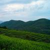 Organic Shoumei White Tea Fuding Gaoshan Natural Healthy Aroma 500g Premium