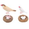 4 Pcs Finch Bird Life Cycle Figures for Kids PVC Realistic Educational Animal Growth Cycle Toys