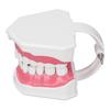 Teeth Model Tooth Brushing Practice Dental Teaching Study Tool with Brush Set Kit