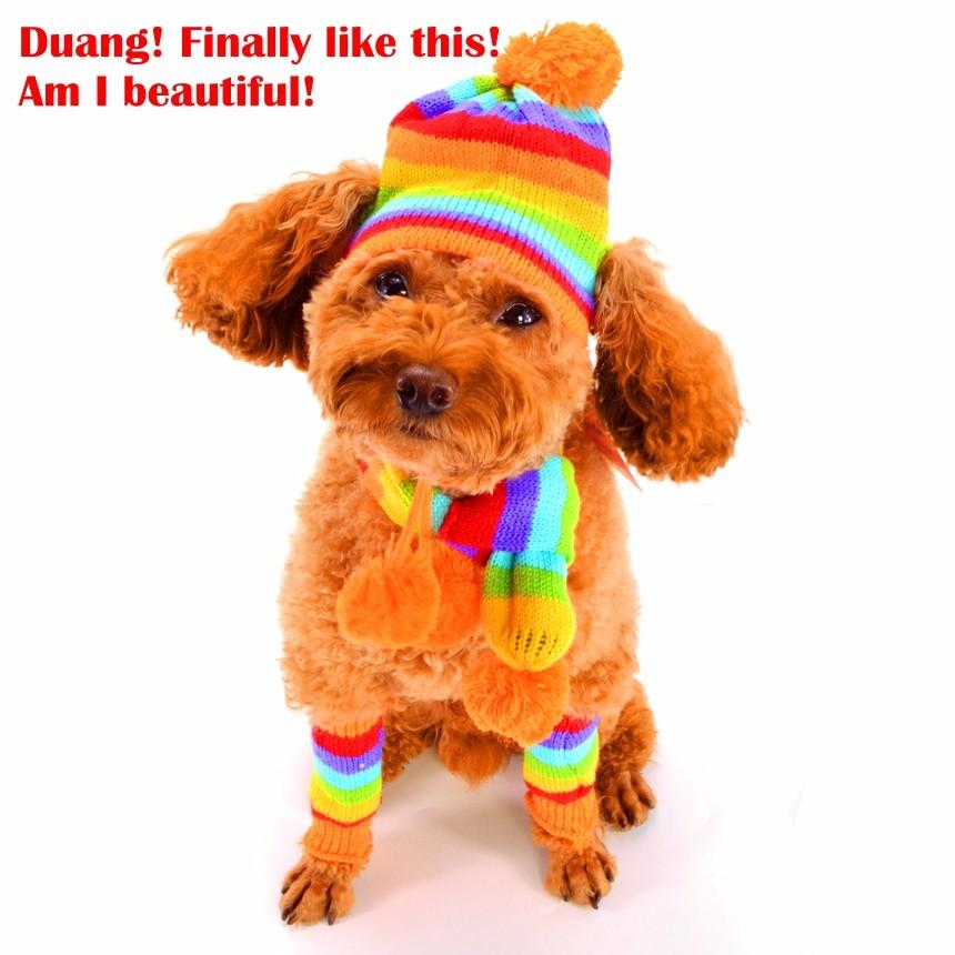 Зимние аксессуары для щенков для собак, вязаные полосатые шапки, шарф, носки, маленькие, большие животные, товары для кошек йоркширского чихуахуа