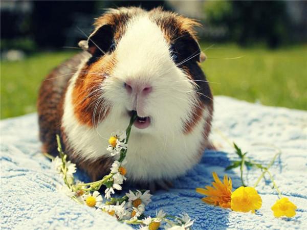 5d Алмазная картина Новые поступления Морская свинка Вышивка крестиком Домашняя крыса Мозаика Мышь Домашний декор