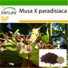 Банан обыкновенный - 10 семян - С горшечным субстратом для лучшего выращивания - Musa X paradisiaca
