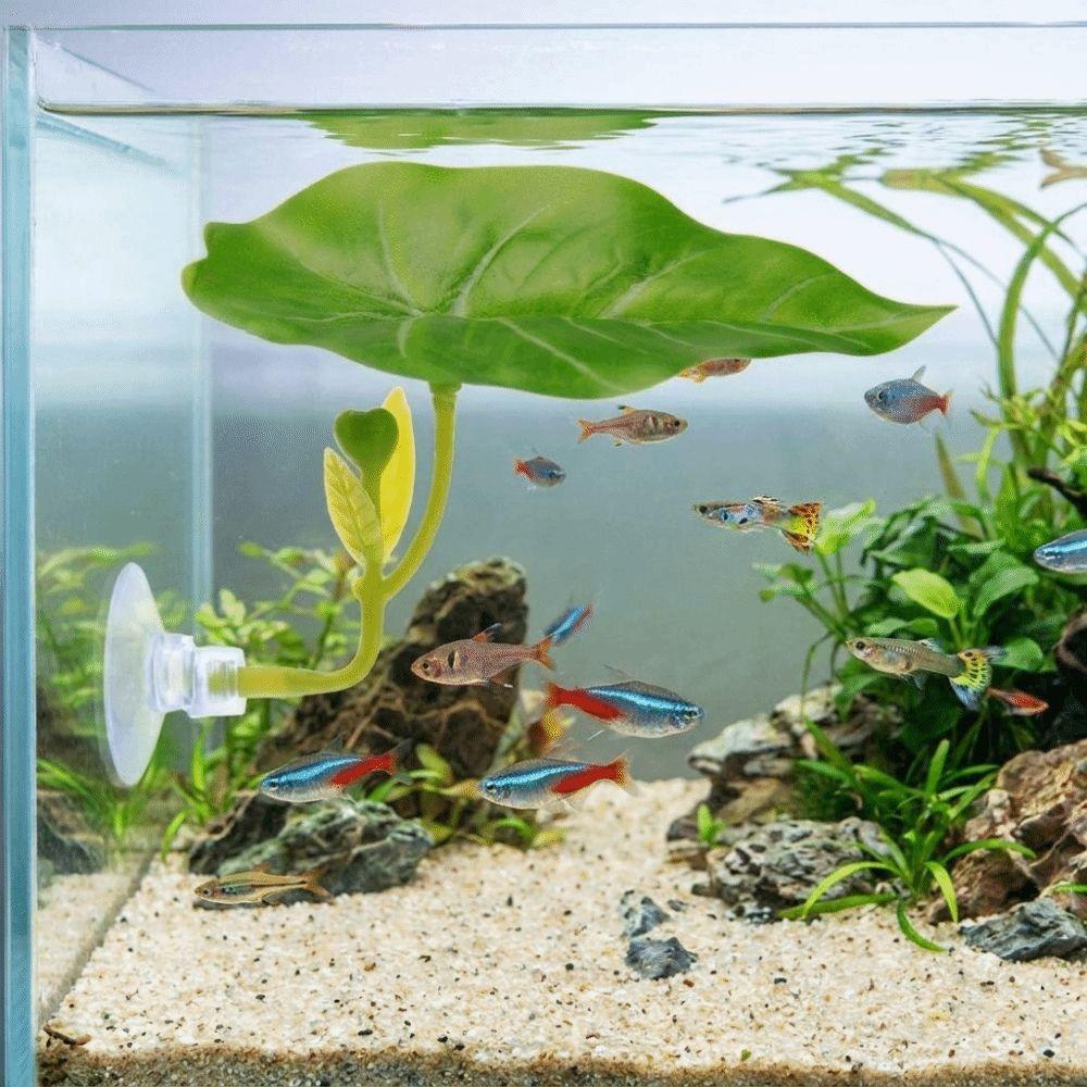 with Suction Cup Fighting Fish Resting Leaves Betta Spawning Bed Betta Fish Tank