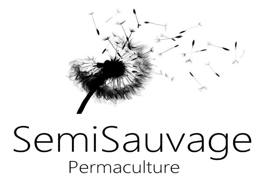 40 Sunflower Seeds - Vegetable Garden Flowers - Reproducible Peasant Seeds - Semiwild