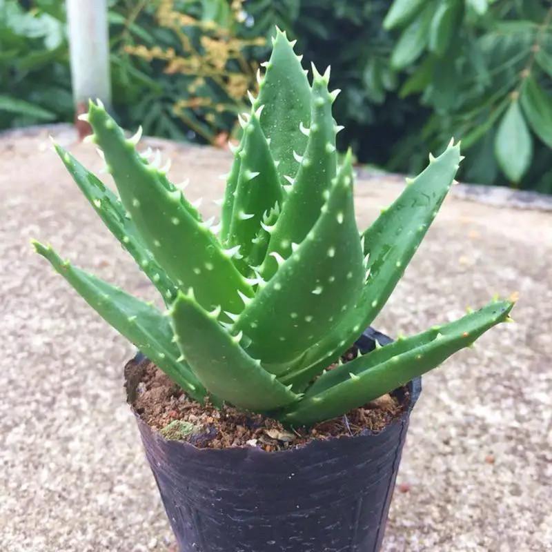 Barrel Cactus Potted Succulents – Easy-Care Indoor Office Desk Plants, Neutral Aesthetic