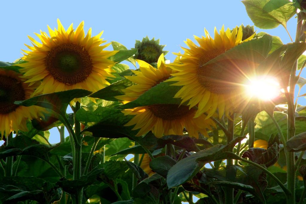 SAFLAX Подсолнечник Титан - 20 семян - Helianthus annuus