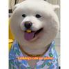 dog dentures, pet buck teeth, puppy cat toys, funny shapes, corgi, shiba dog, schnauzer, samoyed teeth