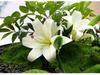 Hotel Dining Table Centerpiece: Artificial Flower Turntable Decoration for Restaurants & Private Rooms