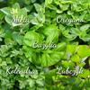 Set of Herb Seeds Mint Oregano Basil Coriander Lovage 5 Pcs. for the Garden