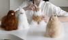 INJOI Plush Alpaca Toy, Fluffy and Cute, Handmade with Rare Natural Alpaca Fur, Perfect for Anniversaries and Special Occasions, Gift (15cm, White,