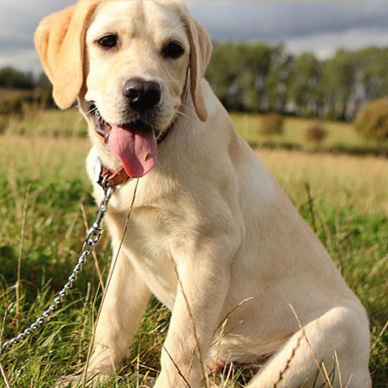 Собачий поводок из нержавеющей стали, короткие поводки для собак, поводки, устойчивые к жеванию, для крупных собак, прогулочная тяговая веревка, нейлоновая цепь для собак, товары для домашних животных
