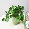 Soft with A Soft Texture Mini Fake Leaves Copper Money Grass Home Decoration Green Plant Tabletop Placement