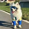 Elbow pads for pet dogs Golden Retriever Border Grazing Medium and large dogs Anti-licking and anti-wear Front leg joint protective cover Knee pads