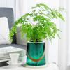 Including Liner Lazy Plant Pot Self Watering Soil Flower Pot New Potted Flower Pot