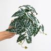 23 Leaves Artificial Green Plant Leaves Tropical Plant Real Touch Silk Turtle Back Bamboo Leaves Lifelike Large