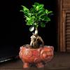 Ficus Microcarpa Bonsai: Evergreen Small-Leaf Zen Indoor Plant