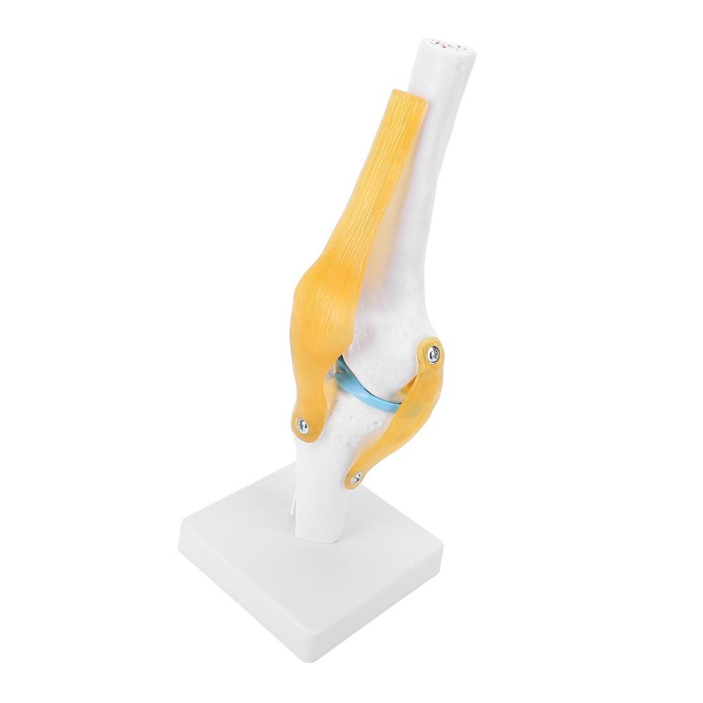 PVC Human Knee Joint Model Anatomical Shape Patella Model Anatomy Reference