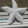 Cute Simulation Starfish Resin Sea Stars Decoration Home Decoration Starfish Ornaments  Party