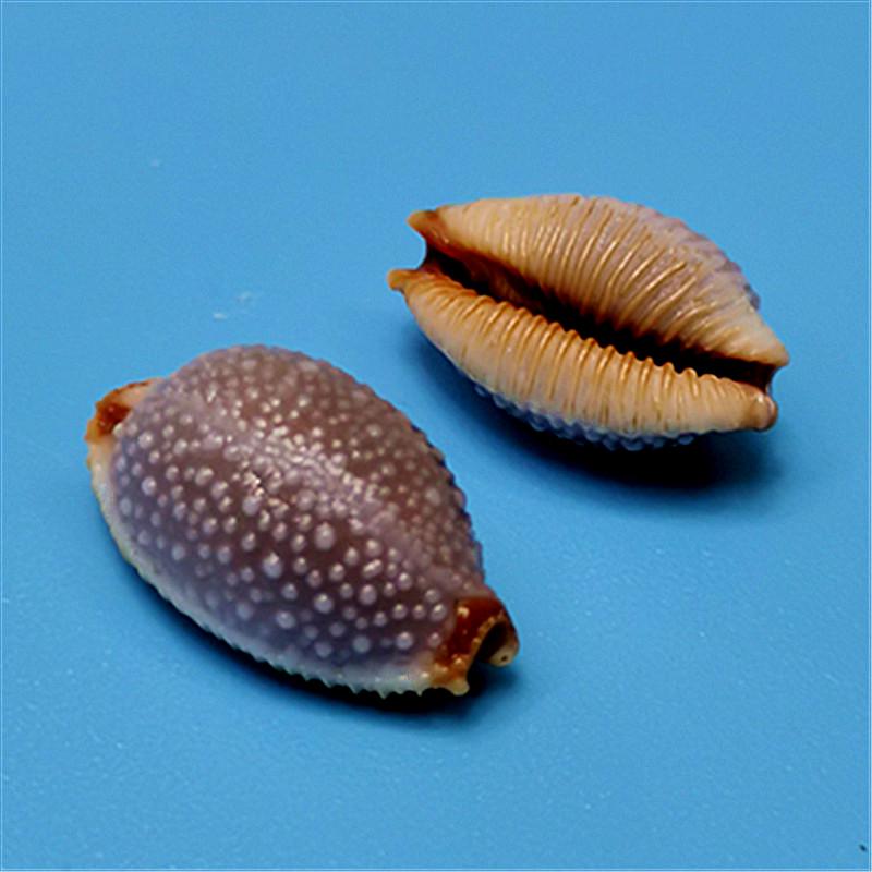 Редкий натуральный экземпляр раковины каури для аквариума или средиземноморского домашнего декора
