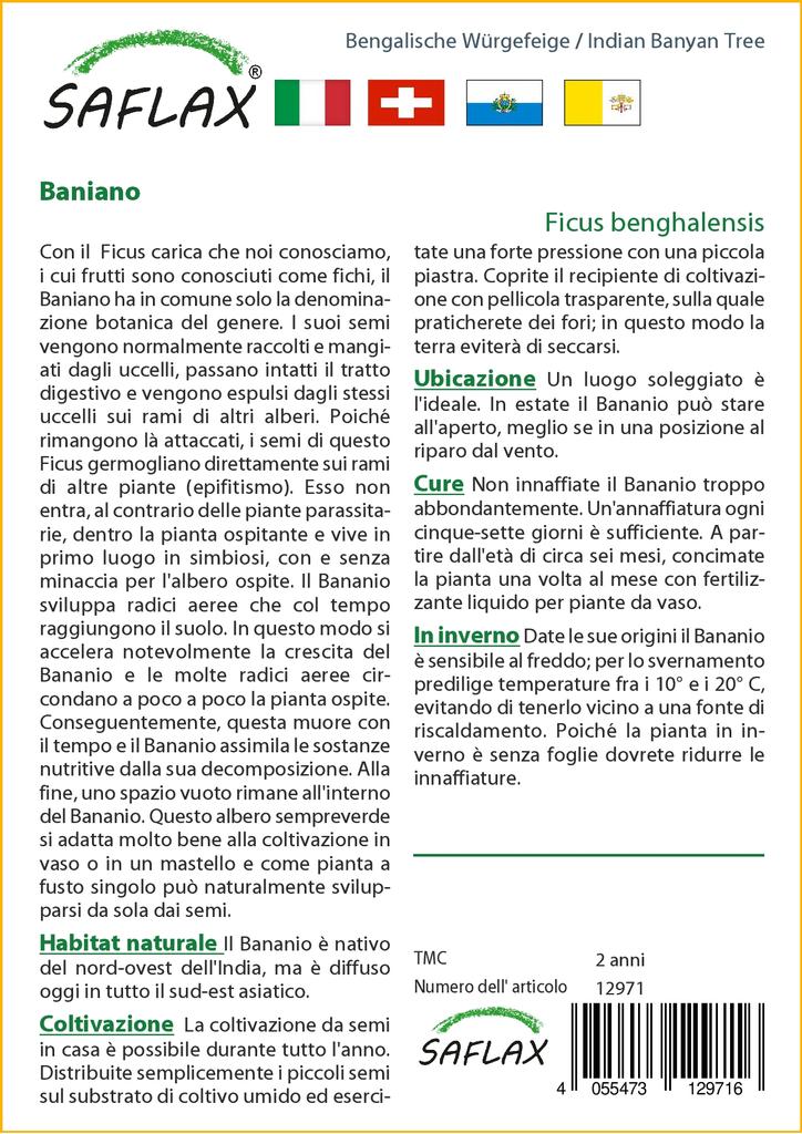 SAFLAX Индийский баньян - 20 семян - Ficus benghalensis