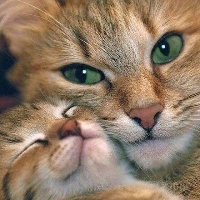 Кошка DIY 5D алмазная живопись полная круглая дрель милые животные Алмазная вышивка наборы крестиков мозаичная настенная живопись Рождественский подарок