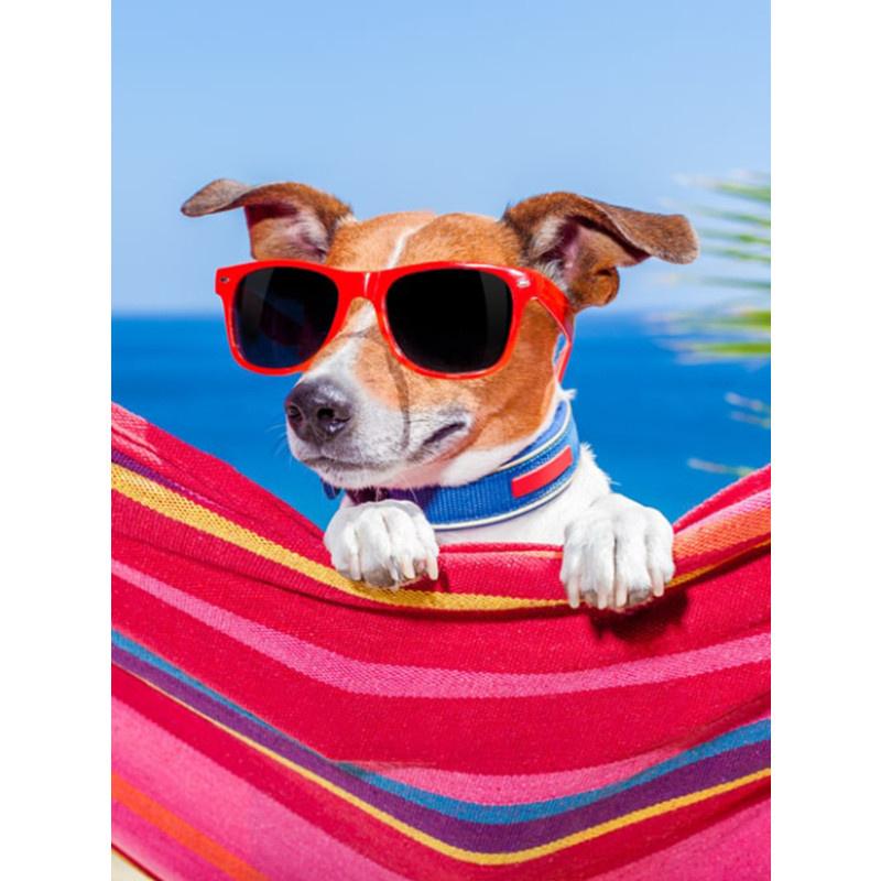 5D DIY Алмазная картина Happy Cool Beach Dog Алмазная вышивка Набор для вышивки крестом Полный горный хрусталь Мозаика Домашний декор