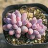 Multi-Headed Succulent Plant Pot for Beginners - Creative Office Decor with Baby Finger Clusters
