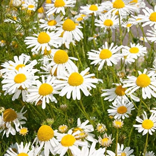 YARD REMEDIES Цитрусовое средство для мытья рук 200 мл NEAL'S (Гелевое мыло) (х 1)