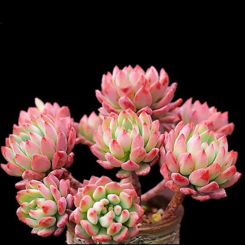 Marcus Mini Multi-Head Succulent Plant Arrangement
