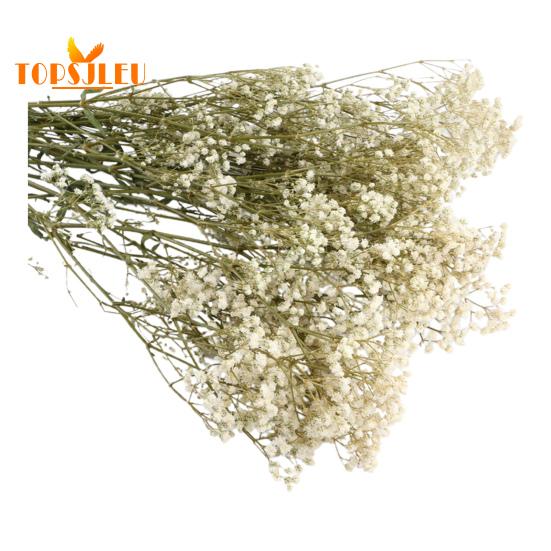 Букет эониума, сушеные цветы, яркий цвет, не выцветает, простота в уходе, натуральная сушеная гипсофила, сцена украшения ко Дню святого Валентина.