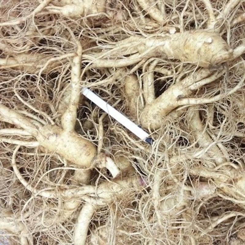 Punggi Ginseng Fresh for Home Use, 600 Grams of Wild Green Onion That Is Weak Even If It Ugly, Washed/non-washed Fresh Ginseng, Red Ironing, 1 Piece