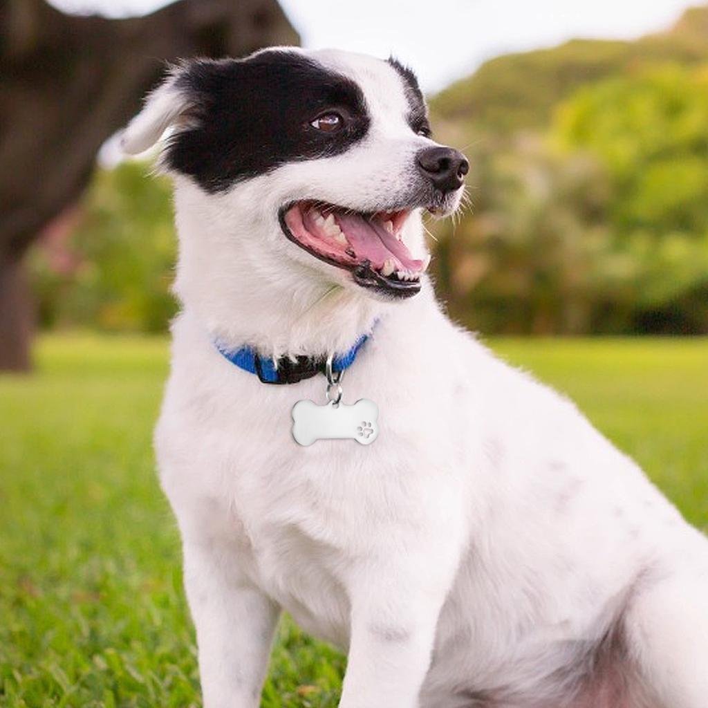 Полые кости лап из нержавеющей стали, титановая сталь, сделай сам, бирка для домашних животных, бирка для собаки, бирка для кошки