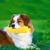 Soft Corn Shape Dog Squeaky Toy Teeth Grinding Pet Chew Toy Interactive Playing