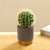 Nordic Artificial Cactus & Succulent 5-Piece Set