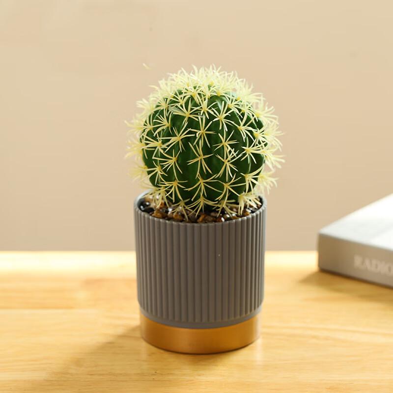 Nordic Artificial Cactus & Succulent 5-Piece Set