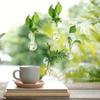 4pcs/set Self-Watering Plant Hydroponic Vase with Suction Cups Mini Flower Pot  Window