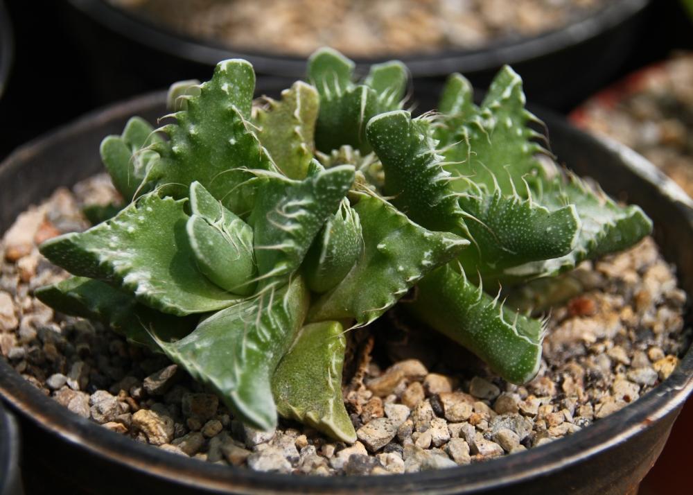 SAFLAX Tiger Jaw - 40 семян - Faucaria tigrina