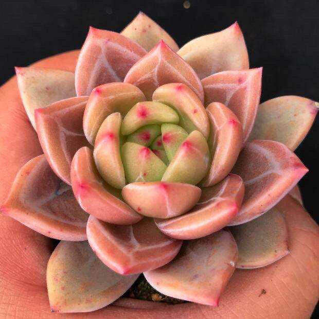 Champagne Succulent Dark Pattern Series: Luxurious Easy-Care Indoor Plant
