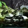 Декоративная панель "Скала" для террариума, аквариума, 3D фоновая доска, легкая, простая в установке, реалистичная поверхность для лазания