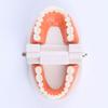 Standard Teeth Model Adult Standard Typodont Demonstration Denture Model Display