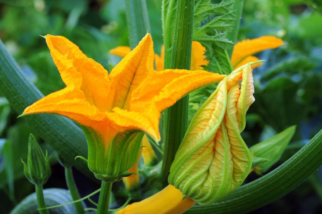 SAFLAX Garden in the Bag - Органический - Кабачок - Золотая лихорадка - 5 семян - С субстратом в подходящем стоячем пакете - Cucurbita pepo