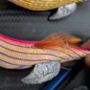 Использовал приманку-дерево обезьяна из префектуры Коти, размер 3,5, 3