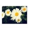 Abstract Daisy Art Large Carpet Living Room Floor Mat Colorful Pattern